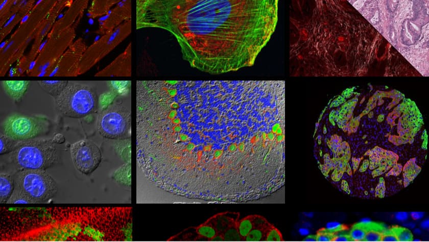 photo of Optical Microscopy images